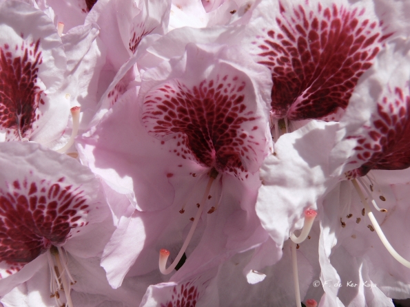 Bois des Moutiers (270) Mai 2012